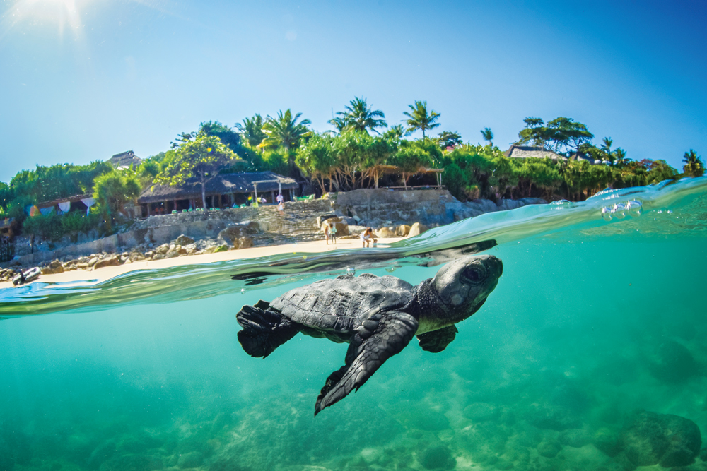 Baby turtles are released into the ocean after they’ve hatched at the property’s sanctuary